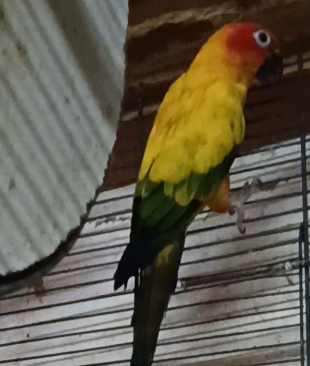 Perruche soleil un couple de  5ans, Perruche