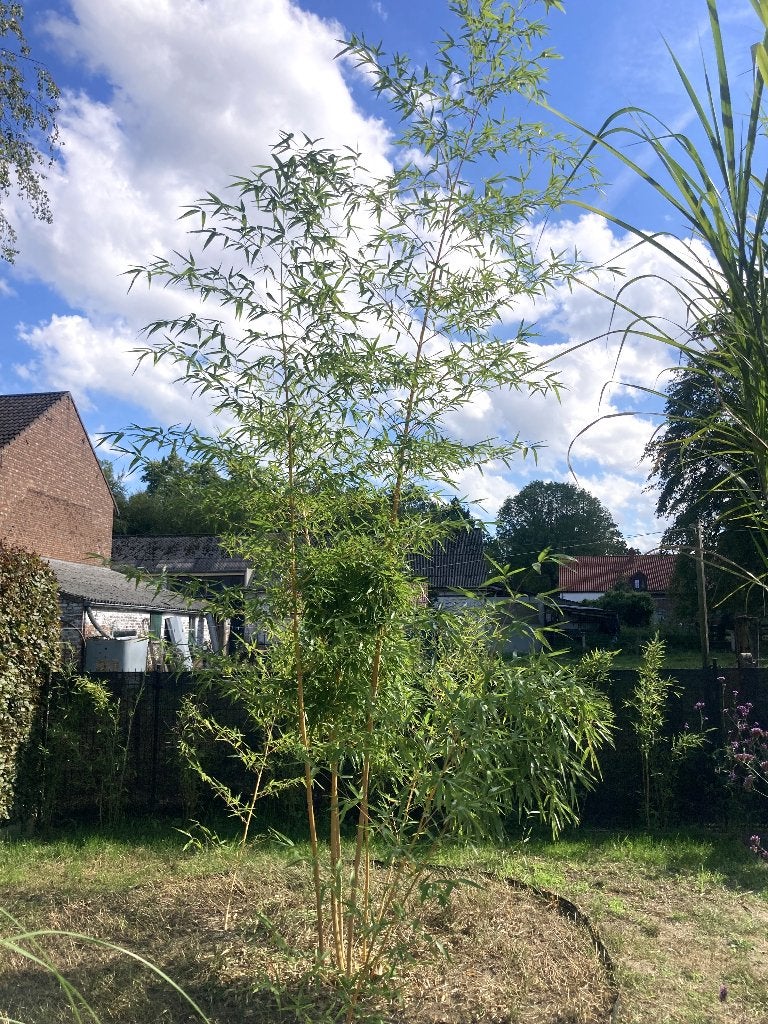 Bamboe Phyllostachys vivax Aureocaulis volle grond, Ophalen, Bamboe