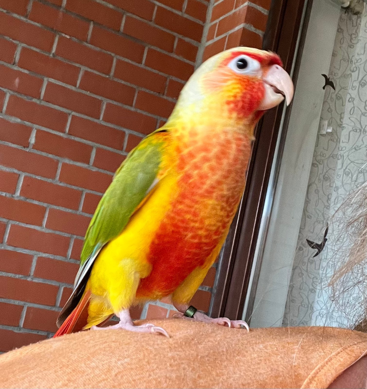 Conure pyrrhura molinae eam, Animaux & Accessoires, Mâle