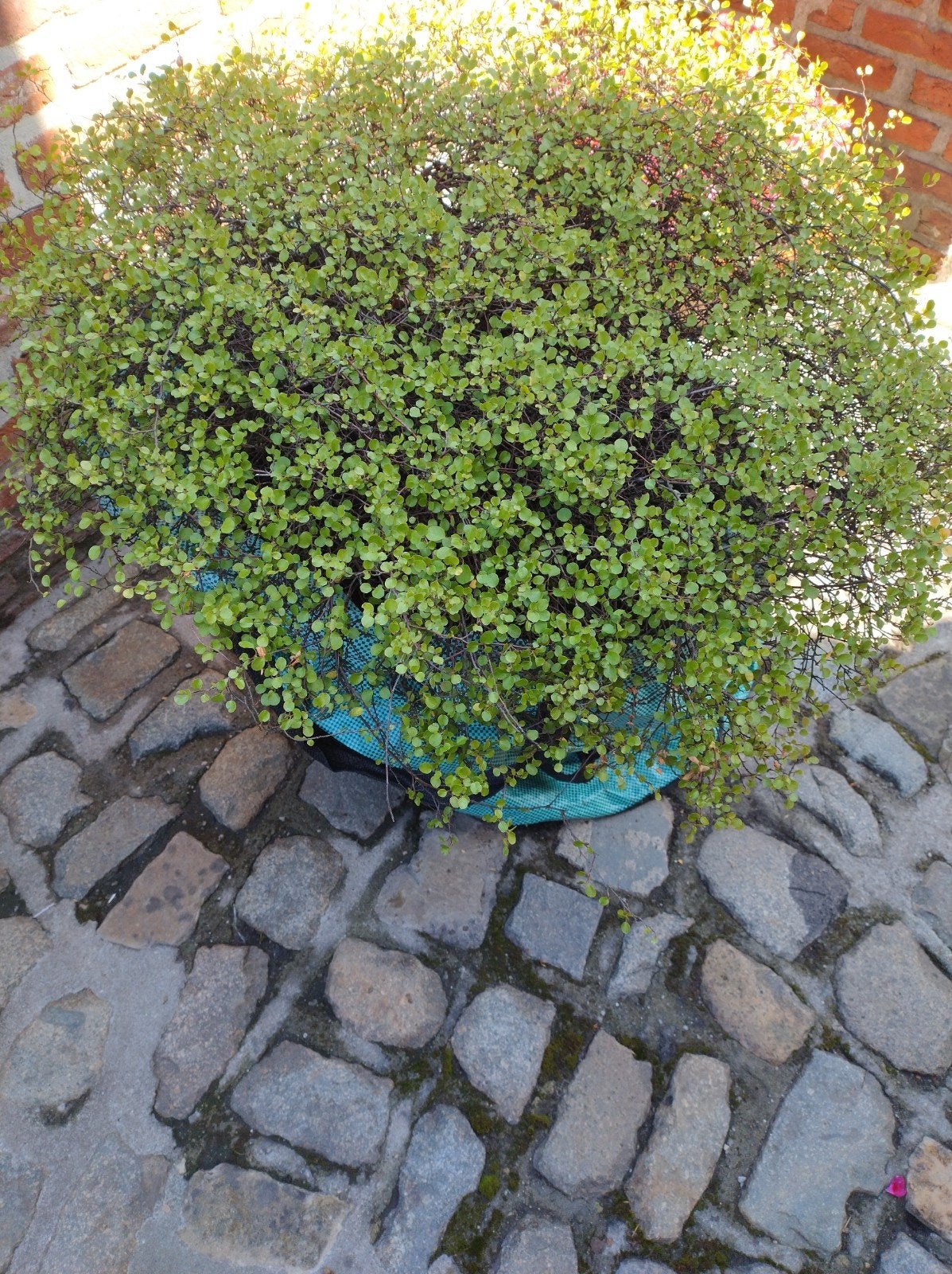 Buitenplant, terras of volle grond meulenbeckia, Tuin en Terras, Ophalen
