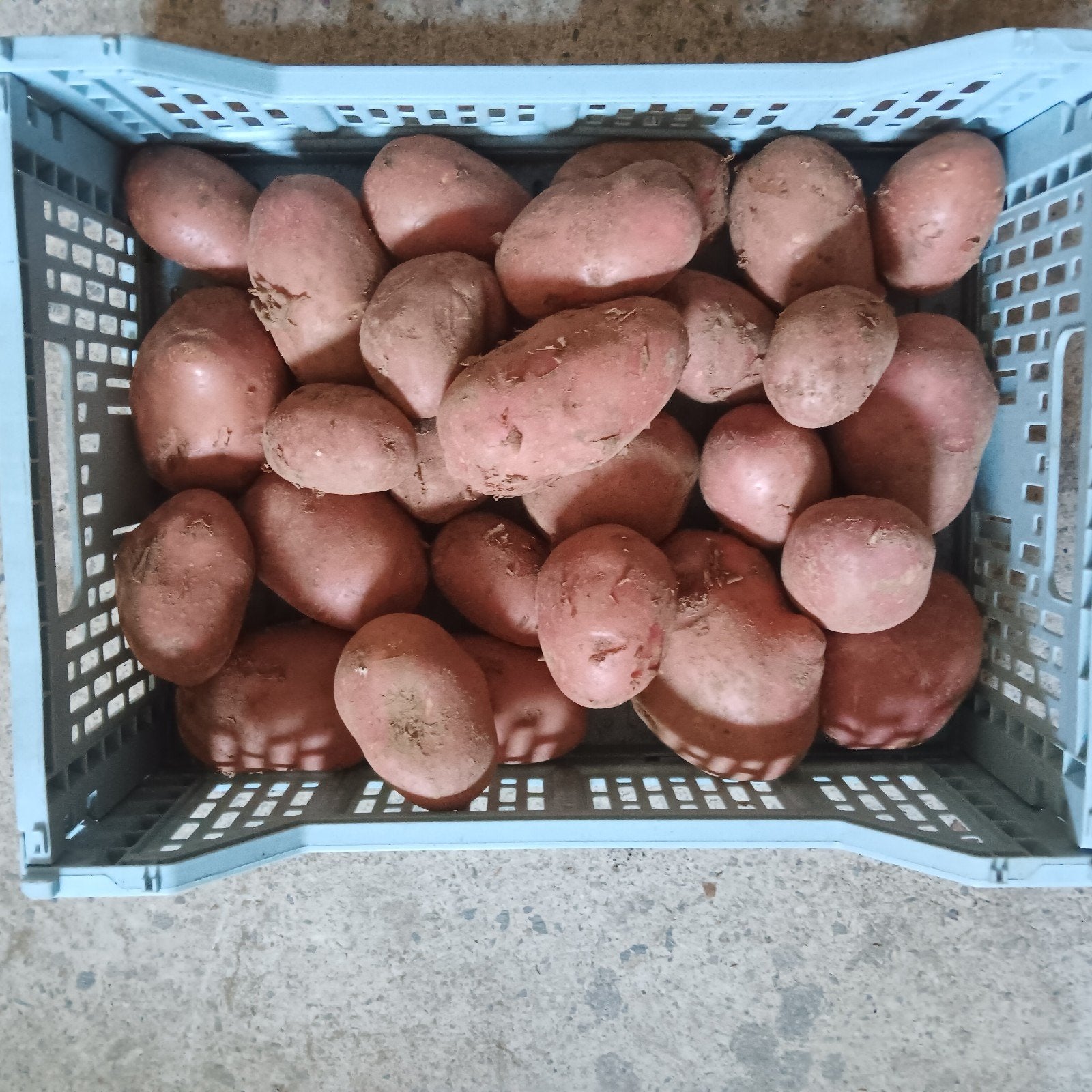 Tarcienne  à vendre, Enlèvement, Neuf