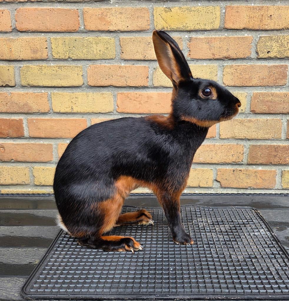 Belgische haas voedster, Dieren en Toebehoren, Vrouwelijk, Middelgroot, 3 tot 5 jaar
