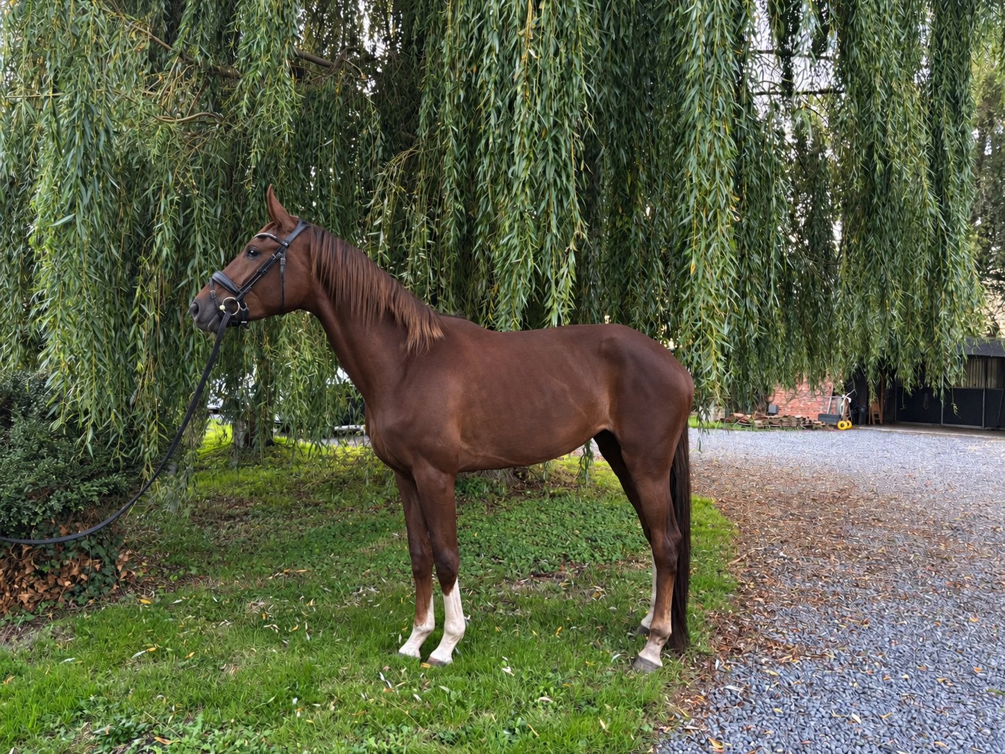 Belofte voor de toekomst wesfaal 168 cm koffievos, Dieren en Toebehoren, Merrie, Met stamboom, Dressuurpaard, Zadelmak