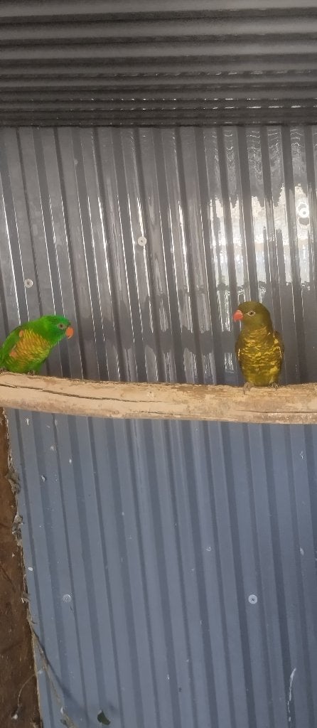 Couple : Shubben Lori ou echange, Animaux & Accessoires, Oiseaux | Perruches & Perroquets, Perruche, Plusieurs animaux, Bagué