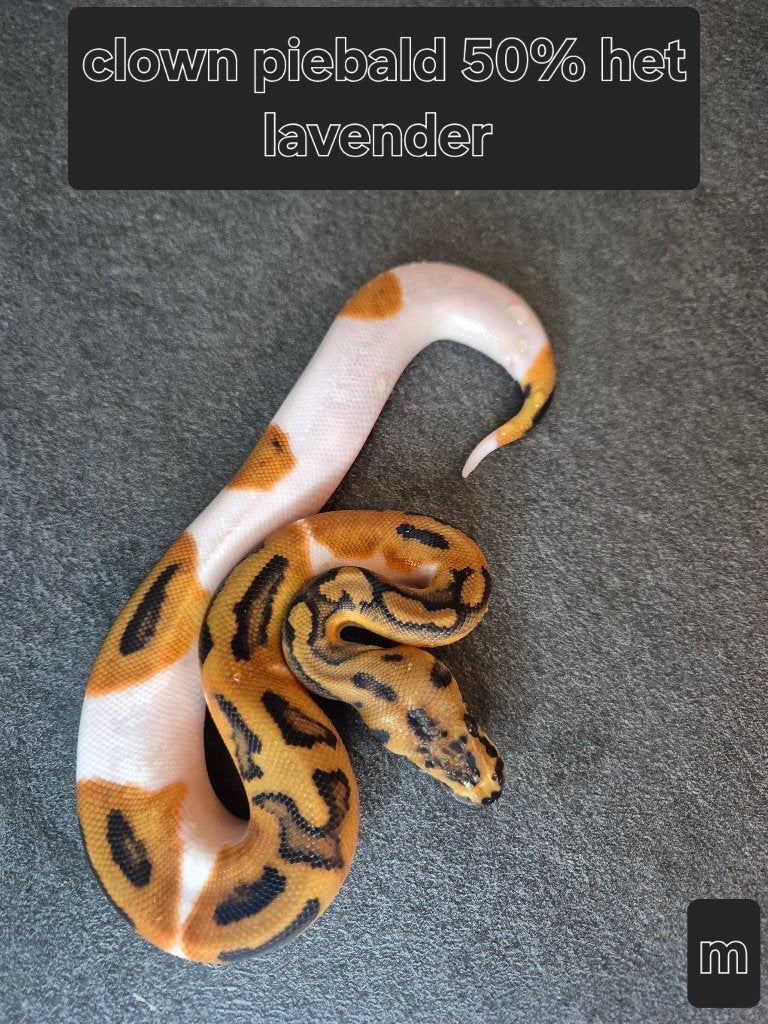 Python regius, Animaux & Accessoires, Serpent, 0 à 2 ans