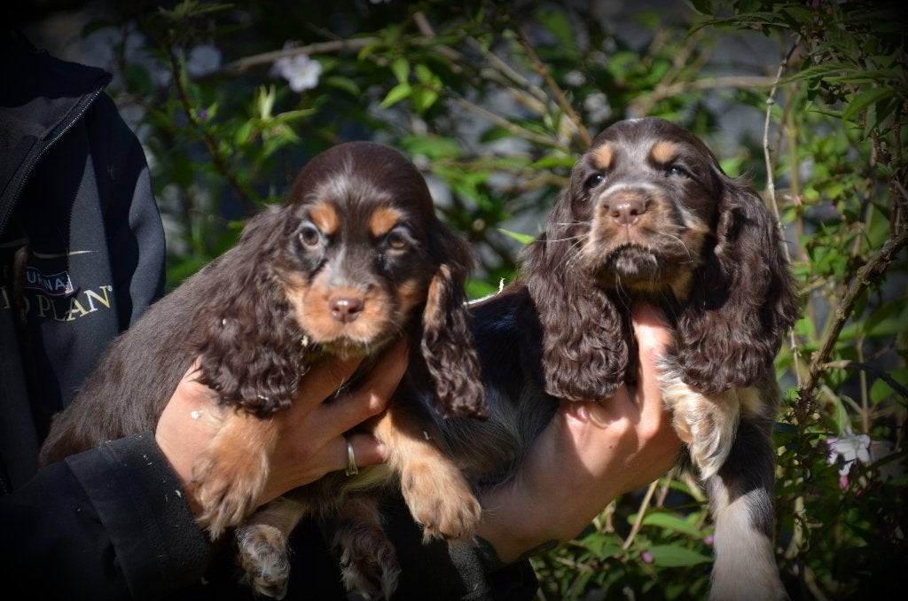Engelse Cocker Spaniel pups, Dieren en Toebehoren, Parvo, België, Reu, 8 tot 15 weken