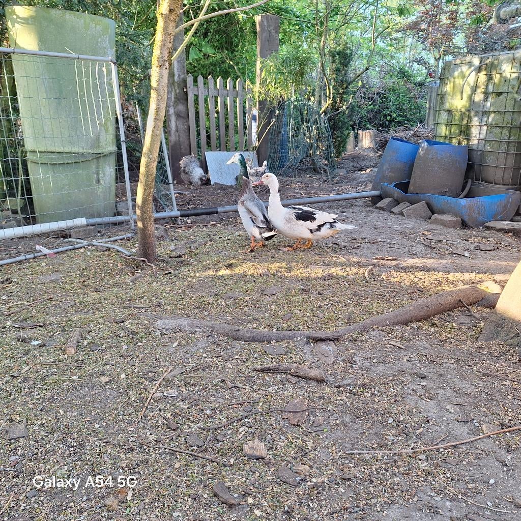 barberie hen en loop eend haan, Dieren en Toebehoren, Pluimvee, Eend