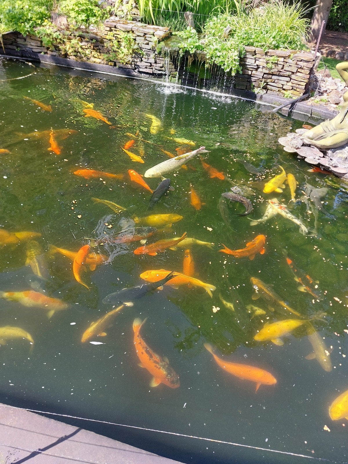 Koi, Dieren en Toebehoren, Vissen | Vijvervissen