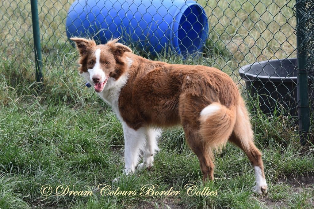 Border collie teefjes, tussen 4 en 9 jaar, Animaux & Accessoires, Chiens | Bergers & Bouviers, Éleveur | Professionnel, Plusieurs