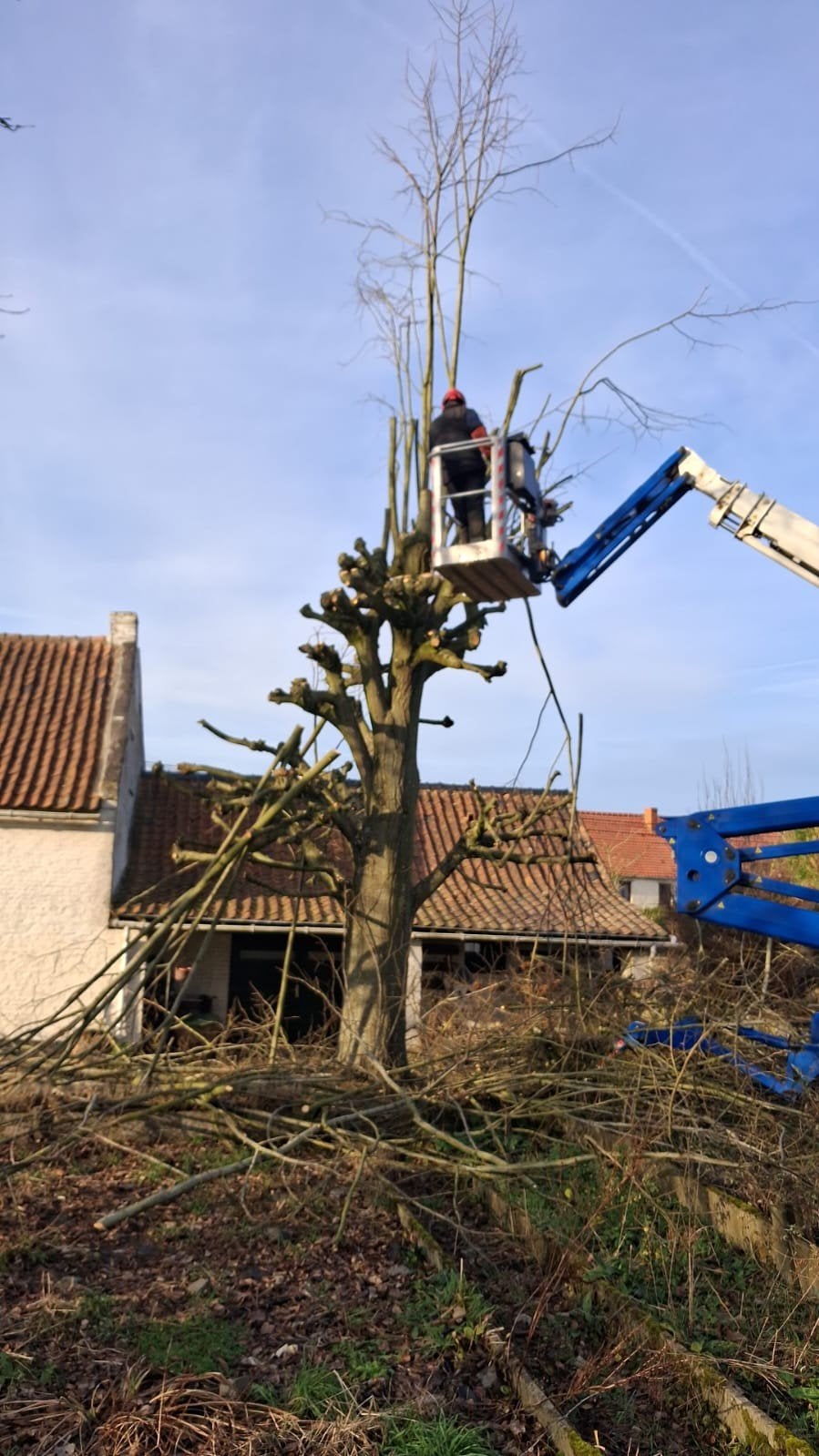 Bomen snoeien, demonteren met een mand, Ophalen of Verzenden