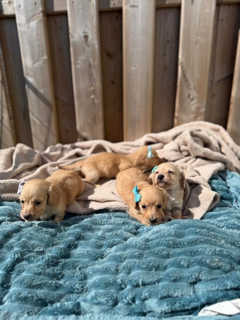 Prachtige cremé/blonde teckel pups, Parvo, België, Reu, 8 tot 15 weken