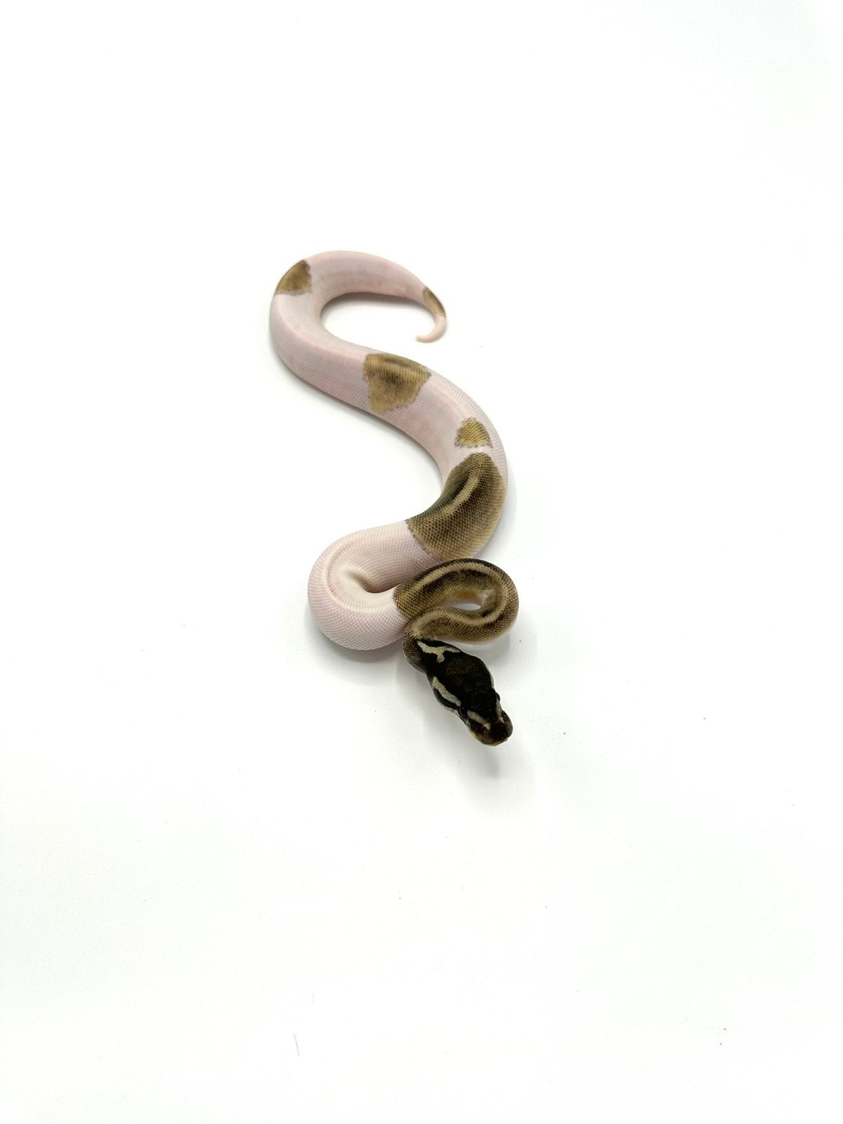 Diverse Python regius - koningspythons Ball Python photo 14
