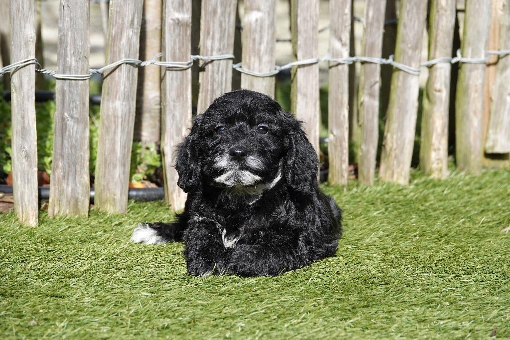 Beaux chiots cockapoo noirs, 15 semaines à 1 an, Autres races, Éleveur | Professionnel, Plusieurs