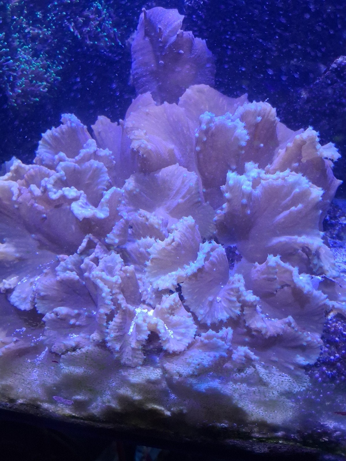 zeeaquarium, Dieren en Toebehoren, Vissen | Aquaria en Toebehoren, Ophalen