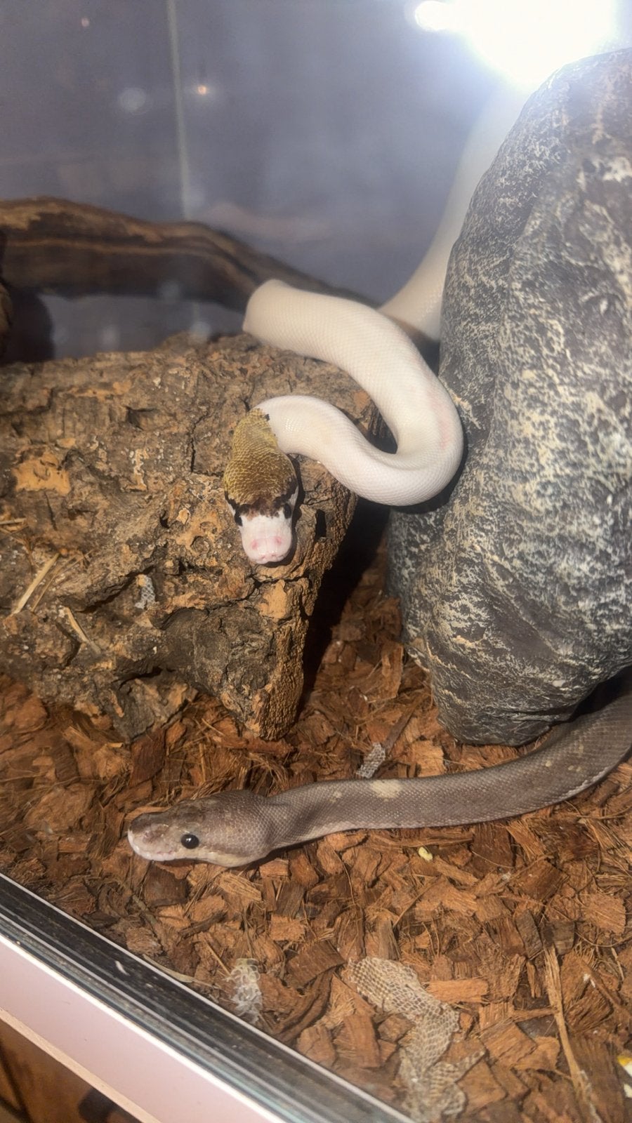 Ballpythons