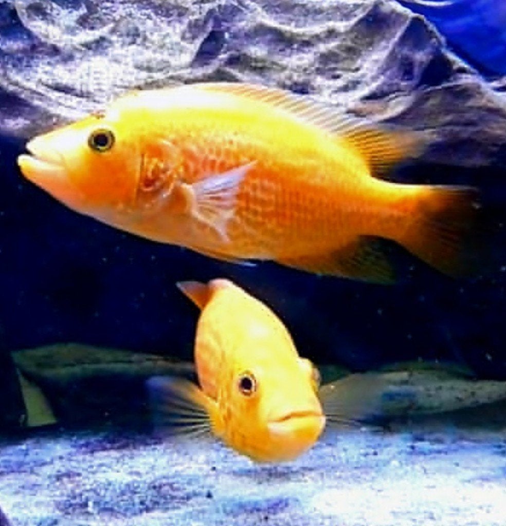 Red Dovii wolfcichliden, Animaux & Accessoires, Poissons | Poissons d'aquarium, Poisson, Poisson d'eau douce