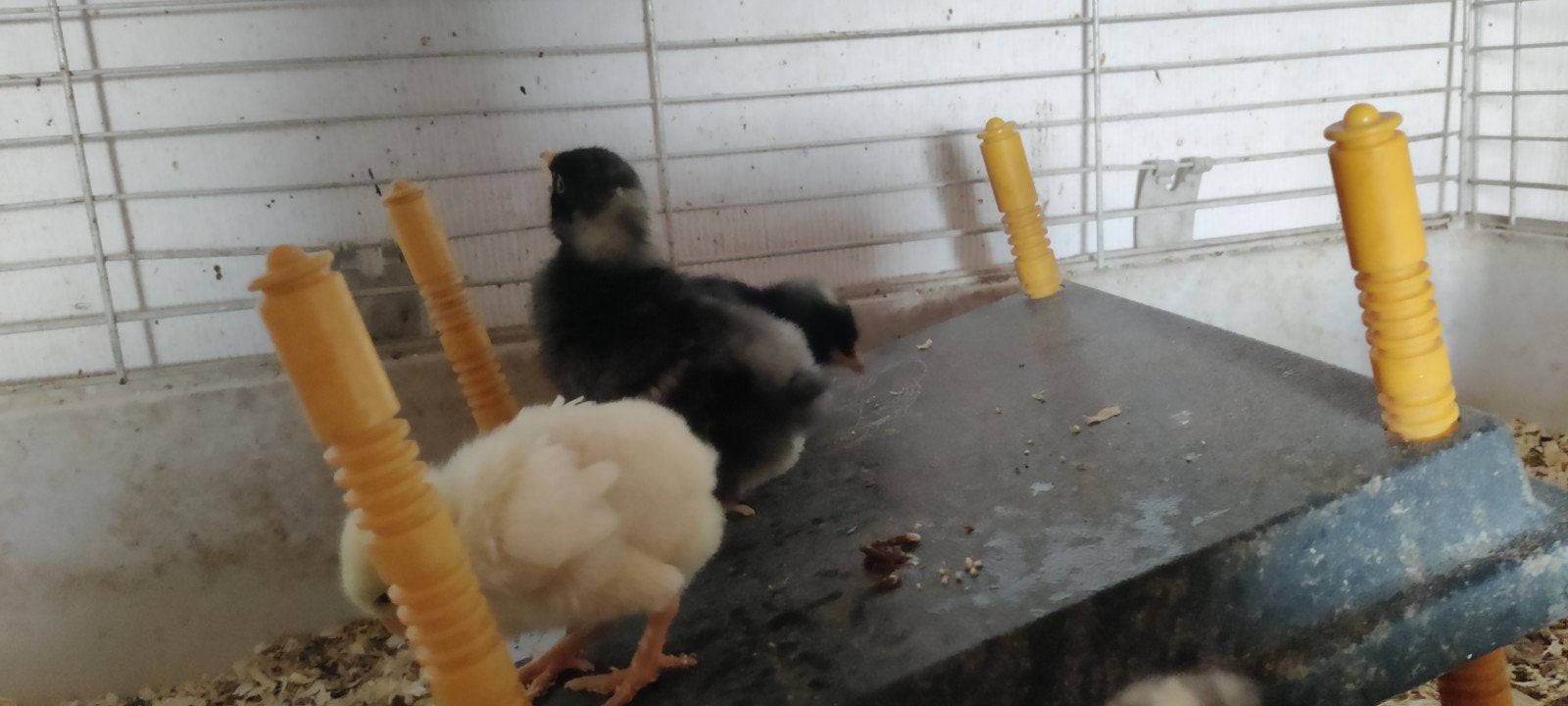 Jeunes poussins coucous de Malines, Animaux & Accessoires, Volatiles