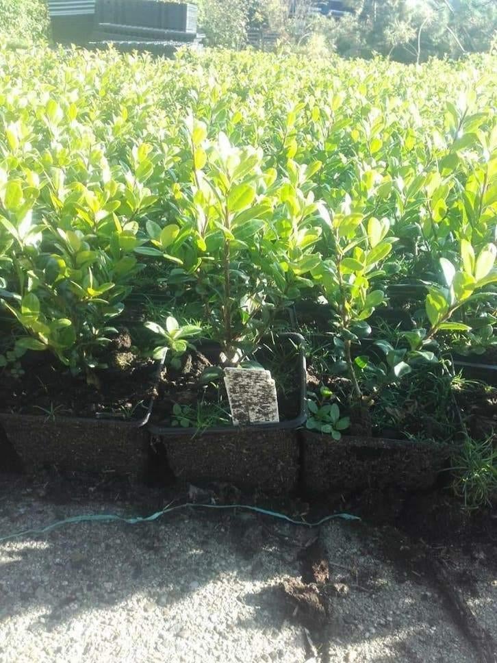 Ilex Green Hedge Glory Gem – Dé Buxus Vervanger