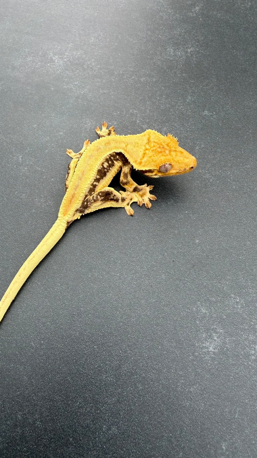 0.0.1 gecko a crete wimpergekko dark vase lilly white, Animaux & Accessoires, Reptiles & Amphibiens