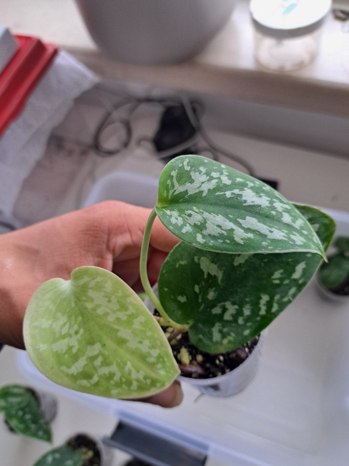 Scindapsus pictus argyraeus, Huis en Inrichting, Overige soorten, In pot, Minder dan 100 cm, Groene kamerplant