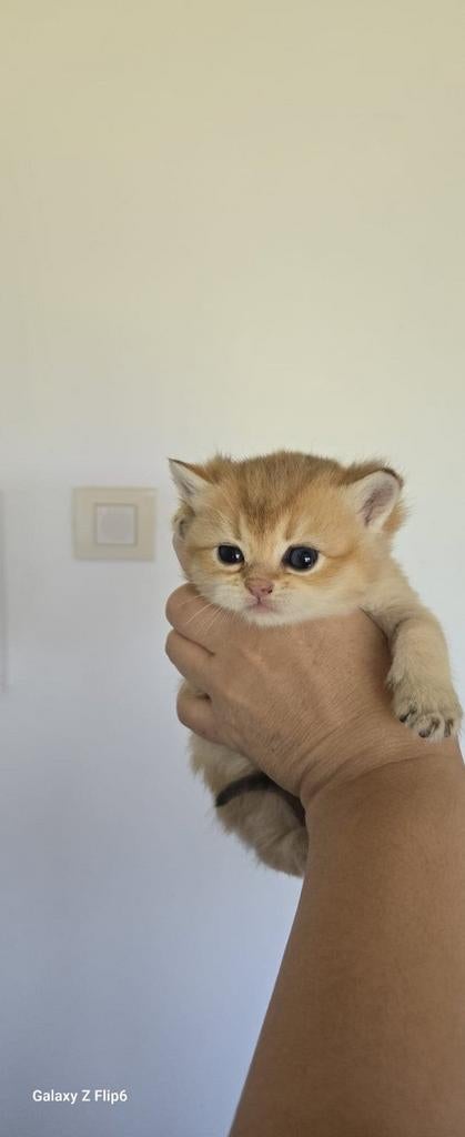 Golden kittens te koop, Dieren en Toebehoren, Katten en Kittens | Raskatten | Korthaar, Meerdere dieren, Gechipt, 0 tot 2 jaar
