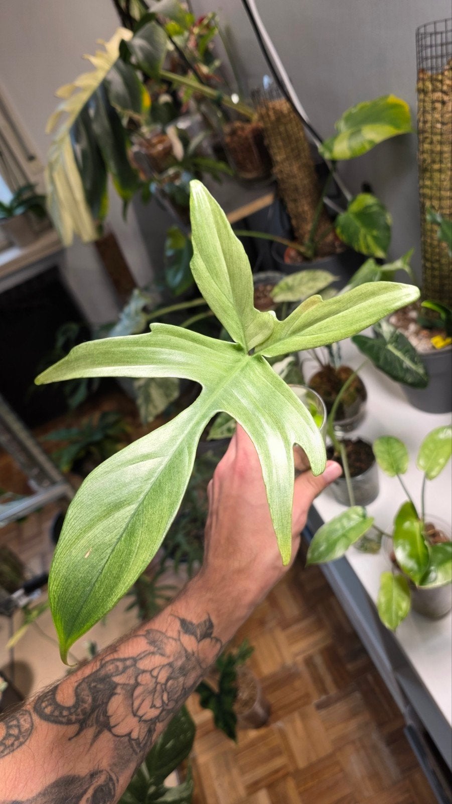 philodendron florida ghost, Enlèvement ou Envoi