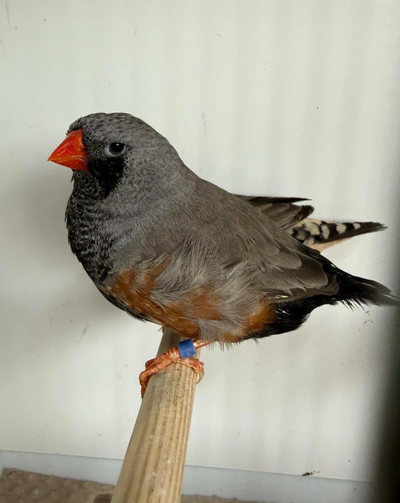 Koppel Charcoal split zwartwang zebravinken, exoten, Dieren en Toebehoren, Geringd