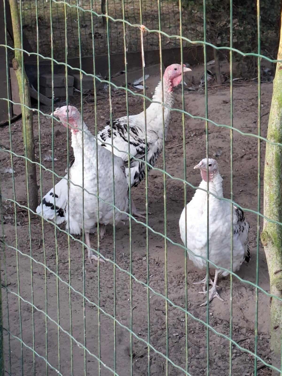 kalkoenen € 20 per dier of 3 voor € 50, Dieren en Toebehoren, Kalkoen