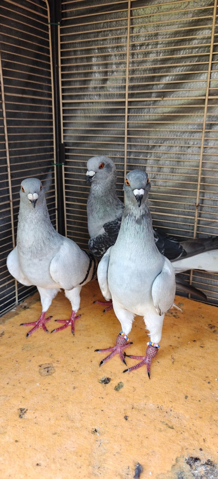 Duiven te koop