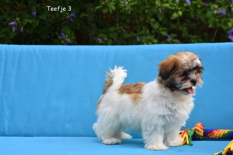 Boomer pupje, Petit, Maladie de Carré (chiens), Chienne, Belgique