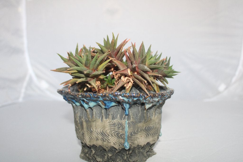 haworthia attenuata, Huis en Inrichting, Kamerplanten, Vetplant, Ophalen of Verzenden, Minder dan 100 cm, Volle zon