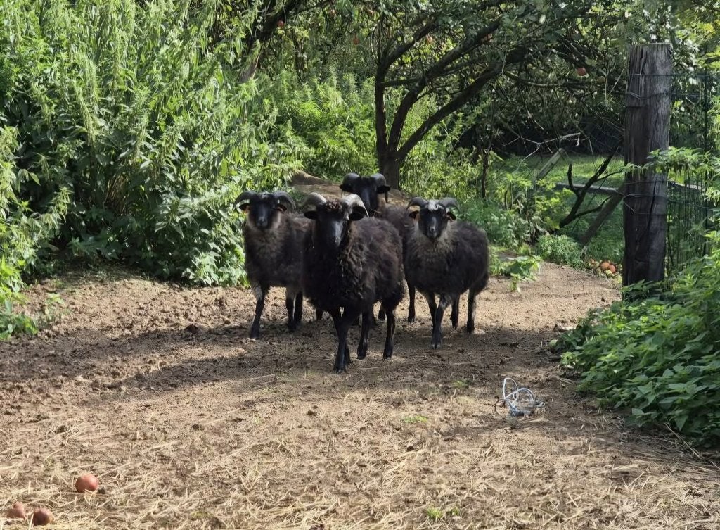 3 skudde rammen van maart 2026, Mâle, Mouton, 0 à 2 ans