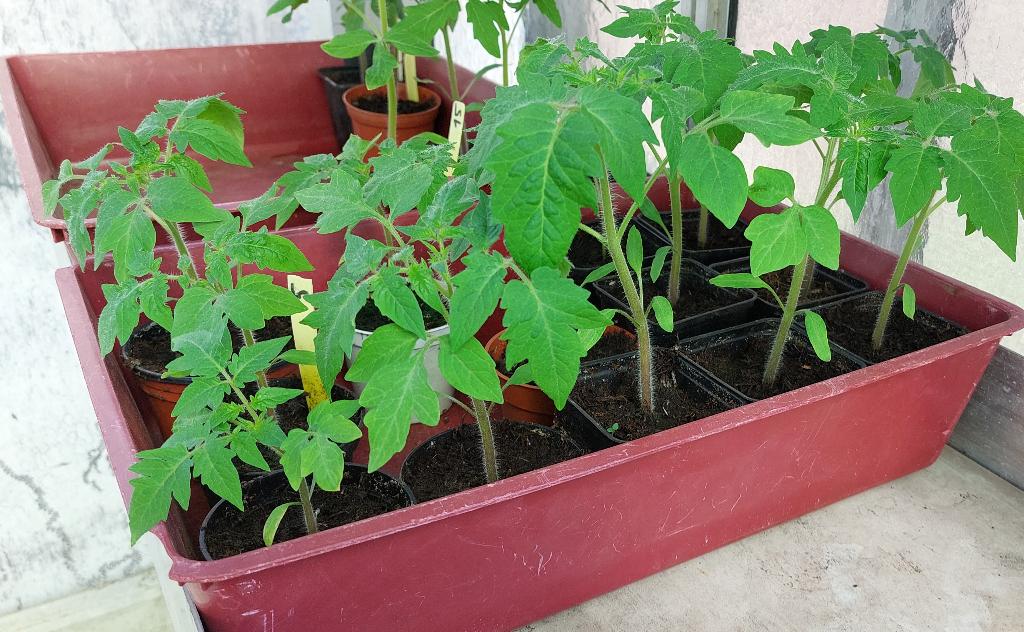Roma-tomatenplanten., Ophalen