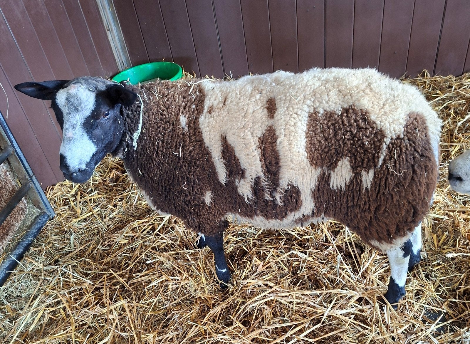 schapen