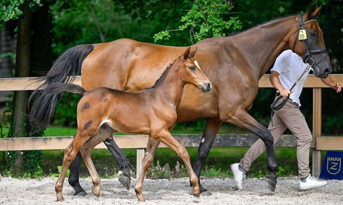 Cassini II x Caretino Merrie, Dieren en Toebehoren, Paarden, Merrie, Springpaard, Met stamboom, L