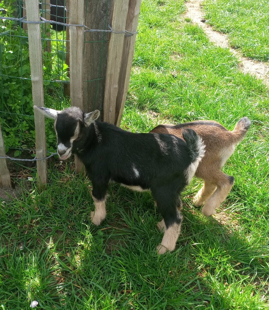 jong geitenbokje, Animaux & Accessoires, Mâle, Chèvre, 0 à 2 ans