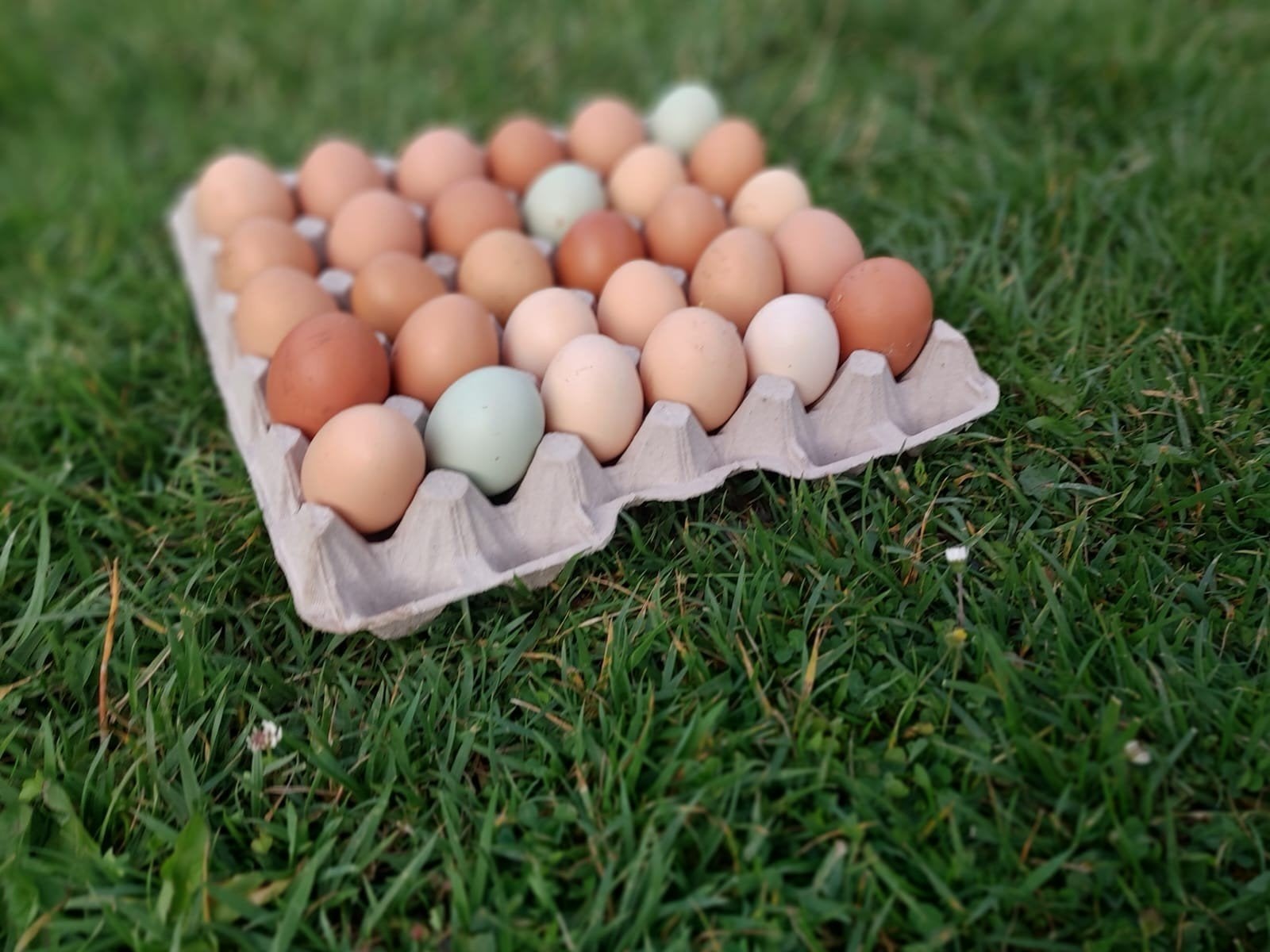 œufs à vendre, Divers, Produits alimentaires, Enlèvement