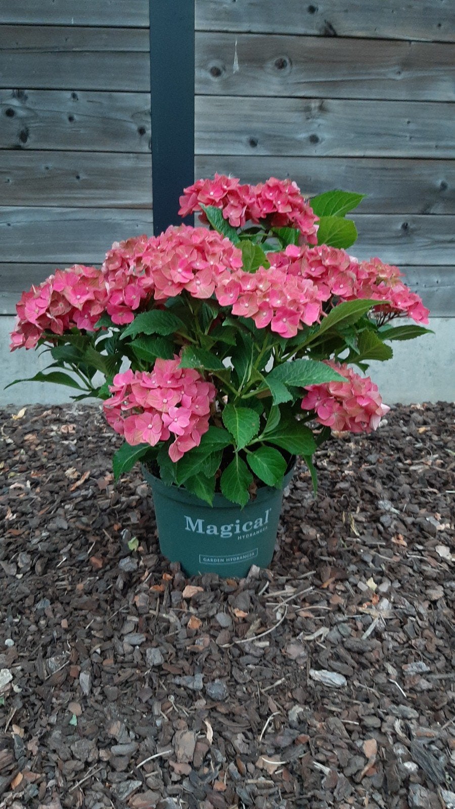 Hortensia's  Soort (Magical Ruby Tuesday)
Hoogte plant: 40, Enlèvement, Plante fixe