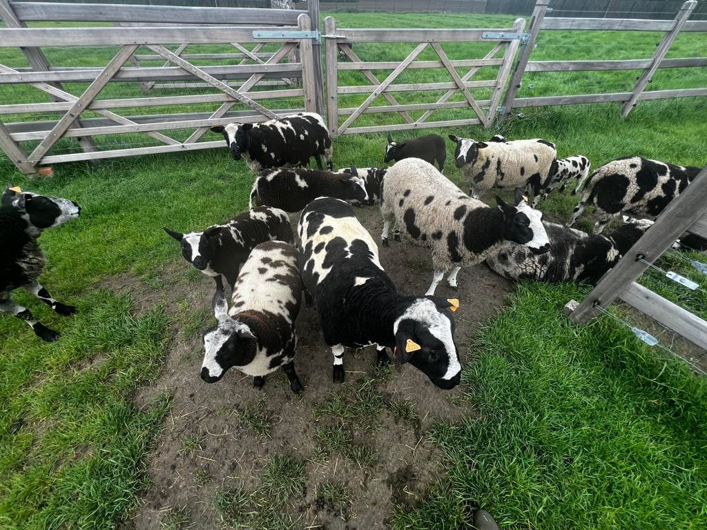 Baggerbonte schapen