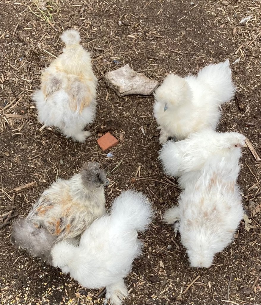 Zijdehoentjes: 3 voor €10, Dieren en Toebehoren, Geslacht onbekend