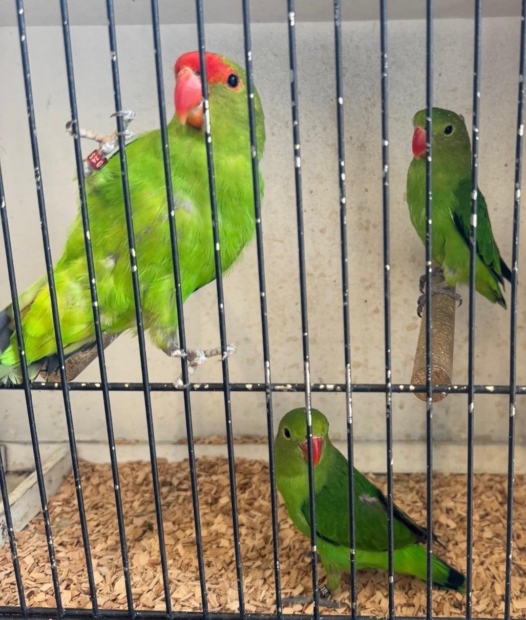 Taranta, Dieren en Toebehoren, Vogels | Parkieten en Papegaaien, Meerdere dieren, Dwergpapegaai of Agapornis, Geringd