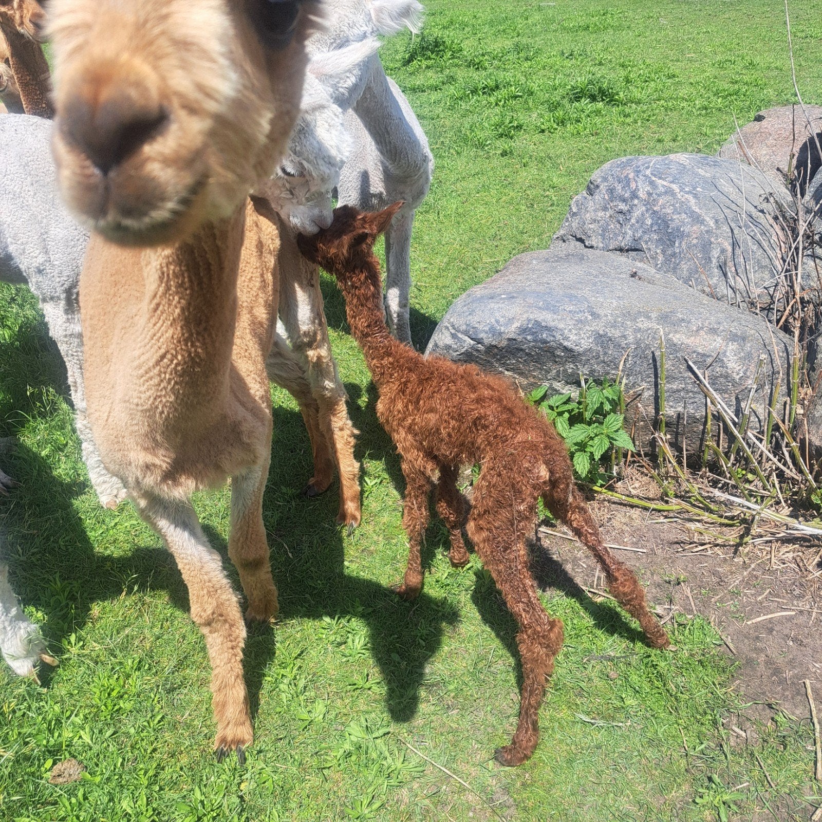 Diverse alpacas, Mars, Plusieurs animaux