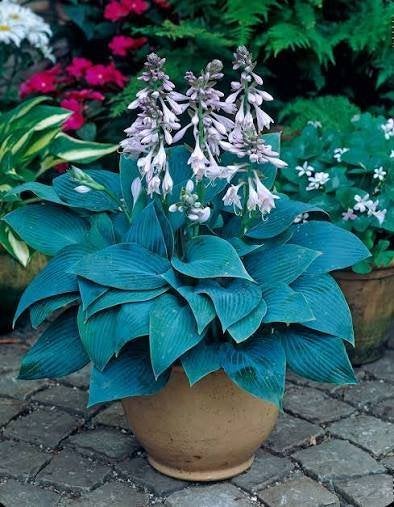 3  x   hosta  halcyon  in 2,5 liter   POT, Ophalen, Vaste plant
