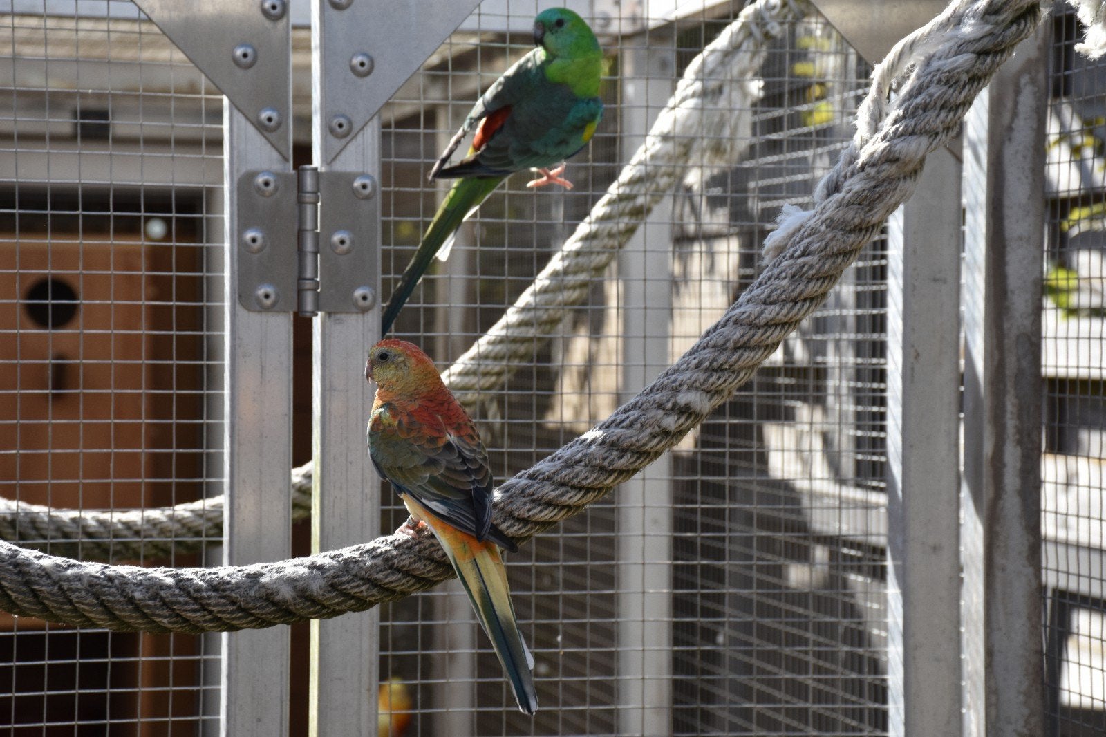 Roodrugparkiet, roodrugparkieten, roodug, roodruggen, Plusieurs animaux, Perruche, Bagué