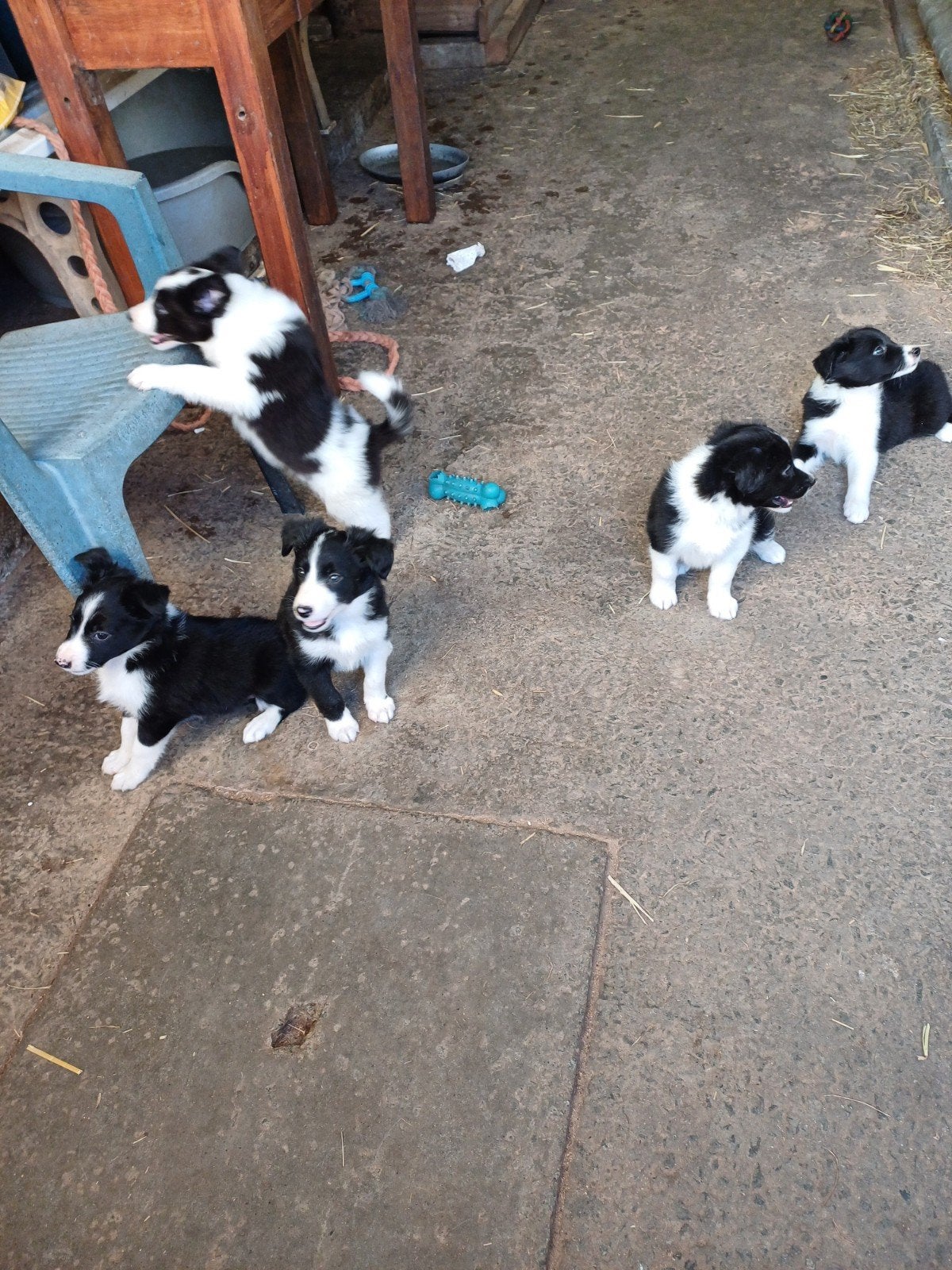 Bordercollie pups, Animaux & Accessoires, Chiens | Bergers & Bouviers, Chienne, Colley, Éleveur | Loisir, Plusieurs, Belgique