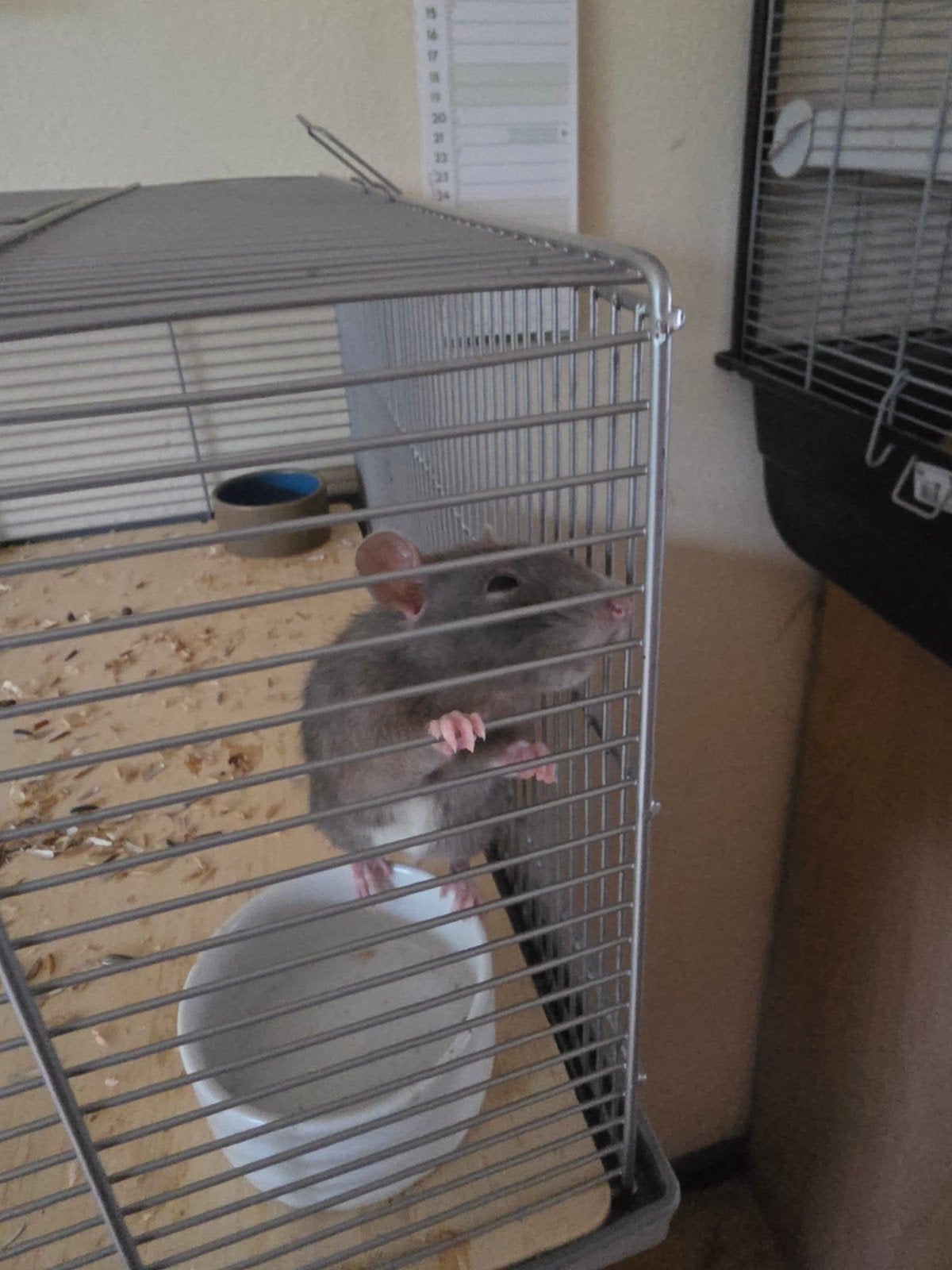 Dwerg ratjes, Dieren en Toebehoren, Ophalen, Kooi