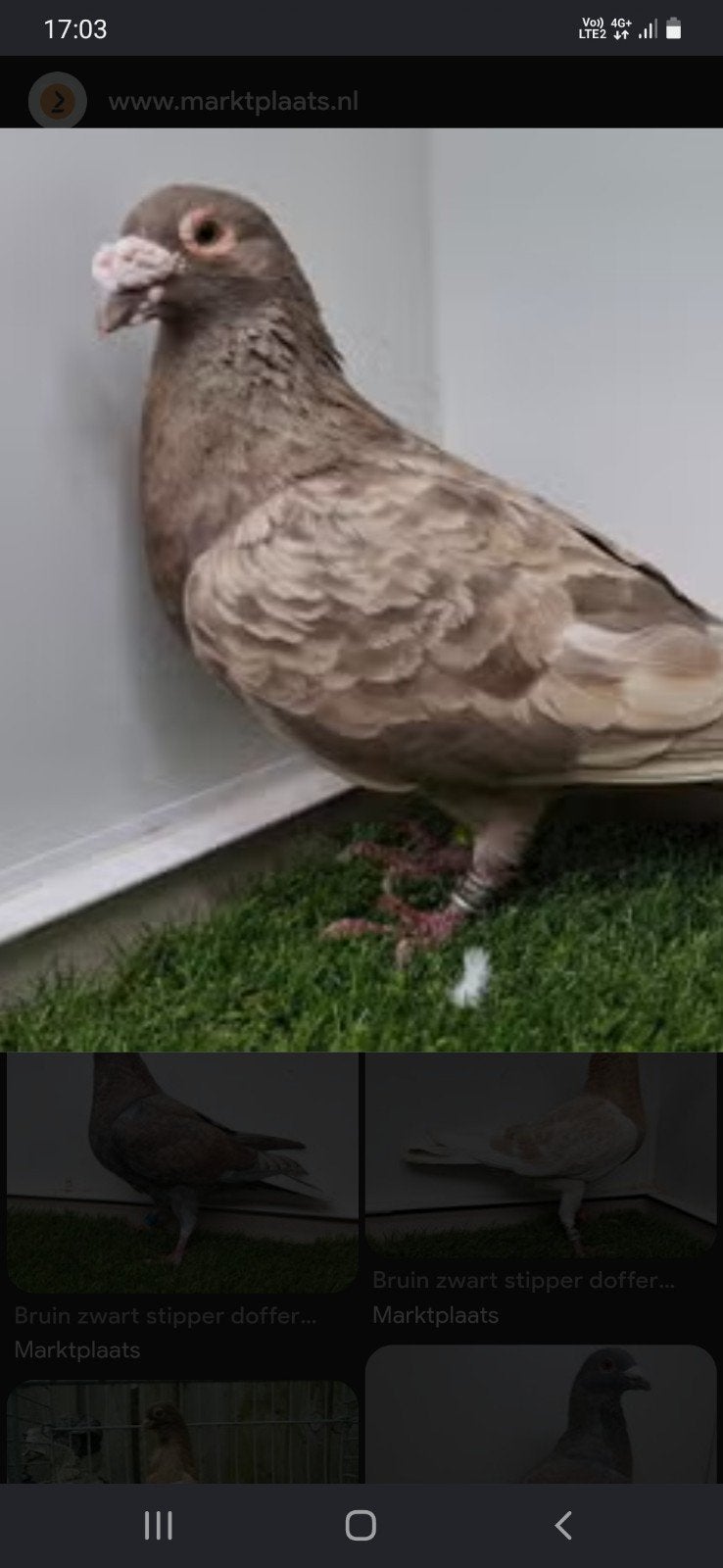 gezocht bruine kleurpostduif doffer, Dieren en Toebehoren, Mannelijk, Postduif