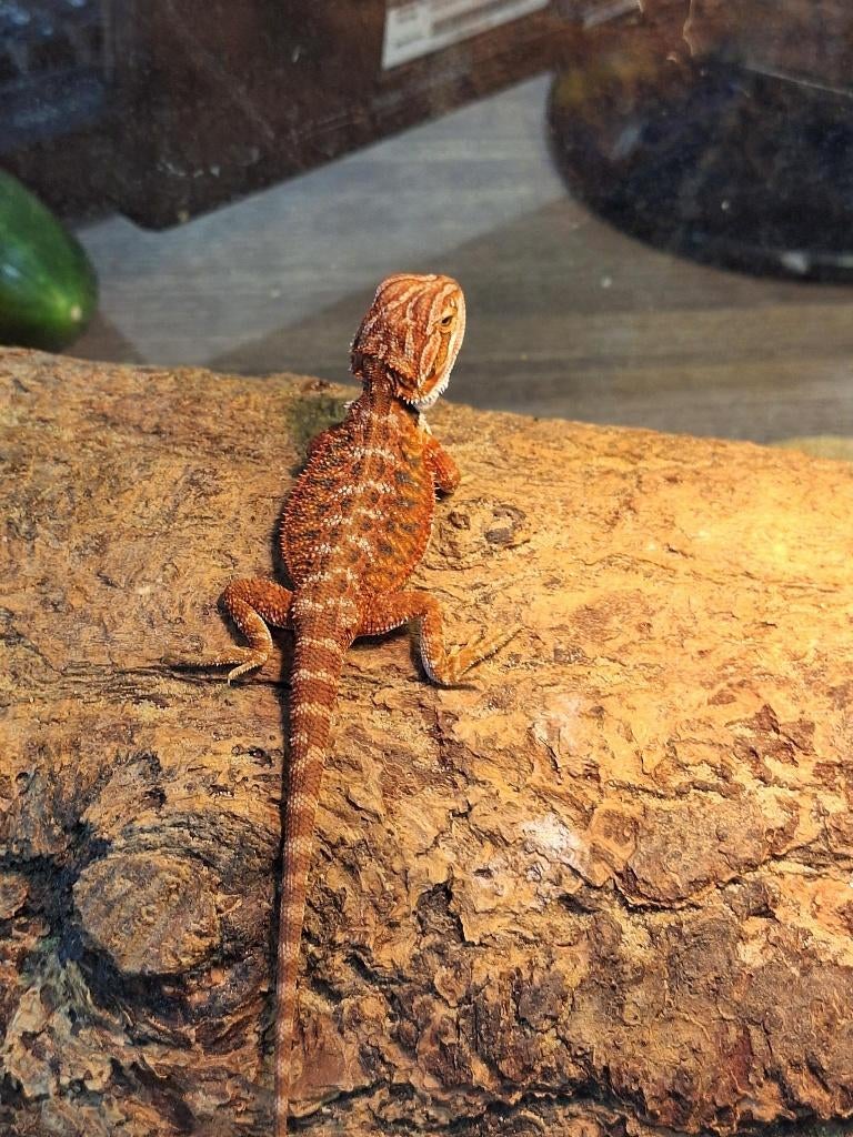 baby baardagamen extreme red blue bar en Red Coral, Dieren en Toebehoren, Hagedis, 0 tot 2 jaar