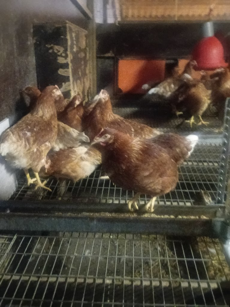 Jonge legkippen, Dieren en Toebehoren, Kip