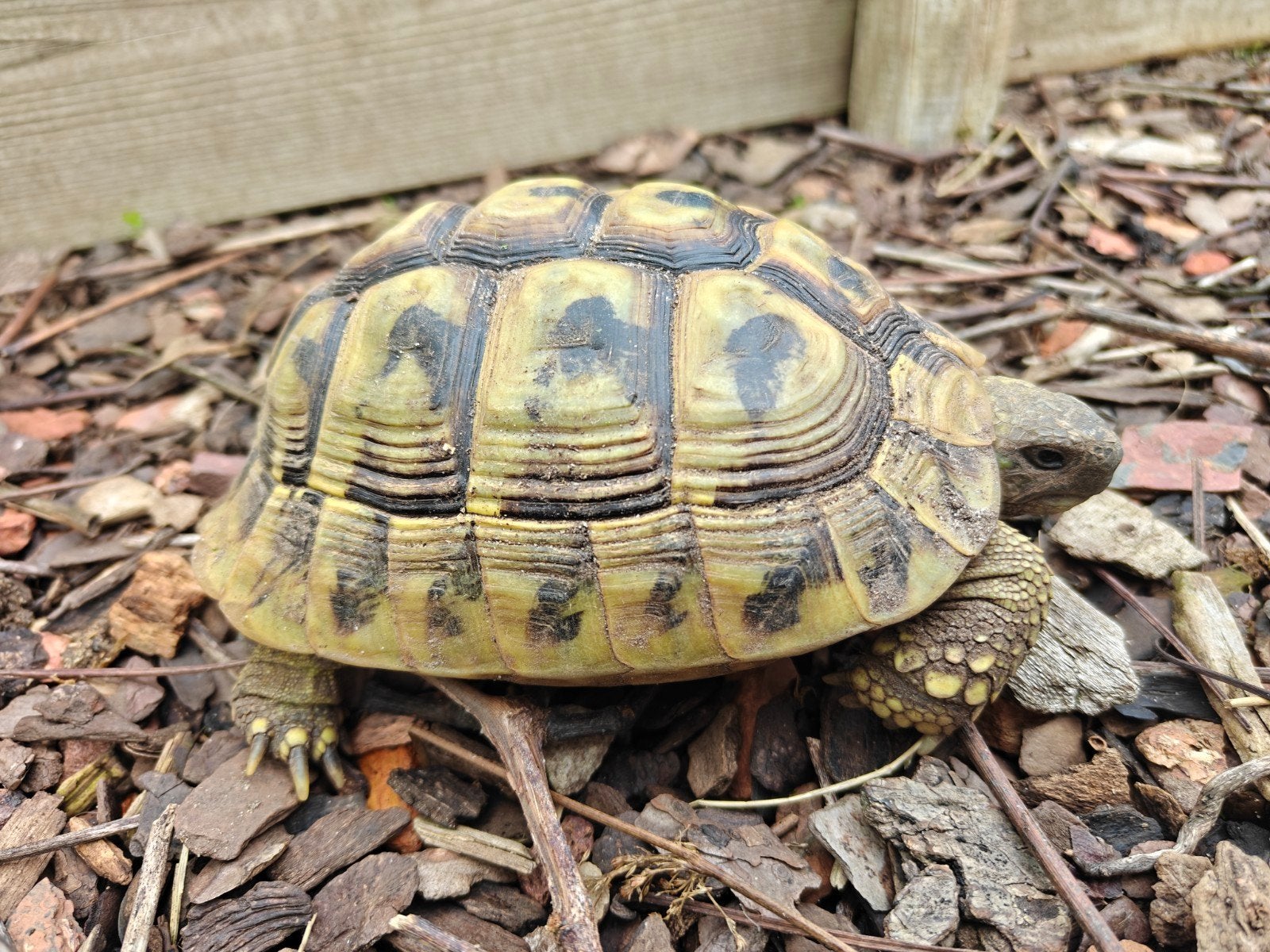 Griekse landschildpad man, Dieren en Toebehoren